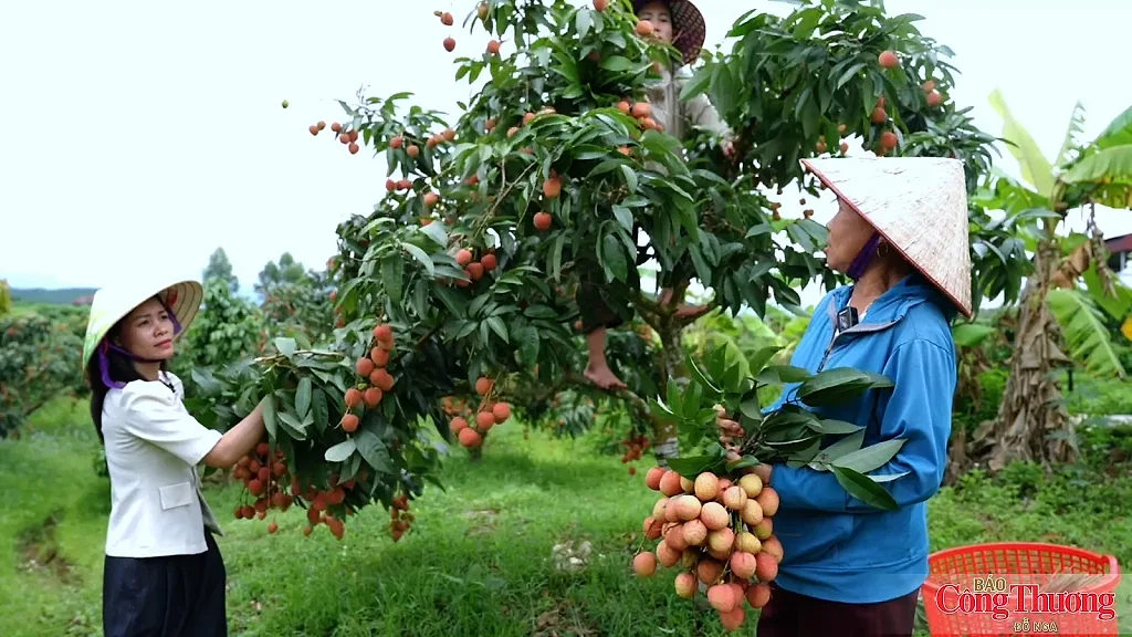 Điều chỉnh 2 thủ tục hành chính mới về tổ hợp tác không đăng ký