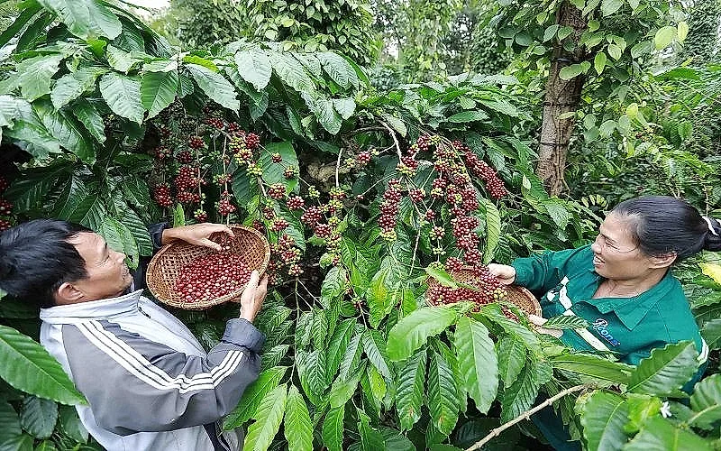 Xuất khẩu cà phê tăng lượng, giảm giá trị do giá thế giới đi xuống — Cục Xuất nhập khẩu