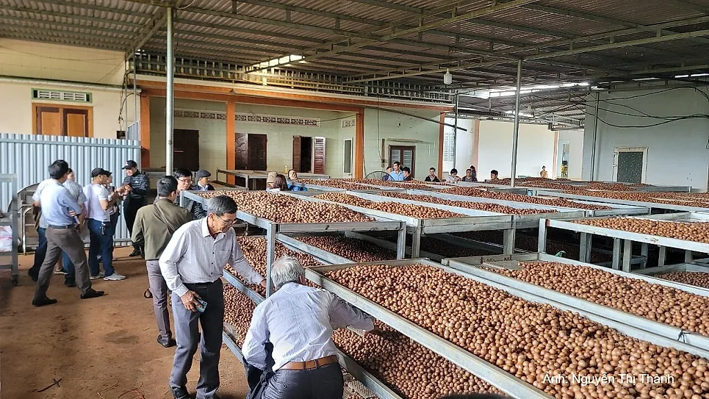 Đắk Lắk: Thúc đẩy khuyến công, nâng tầm chế biến sâu nông sản