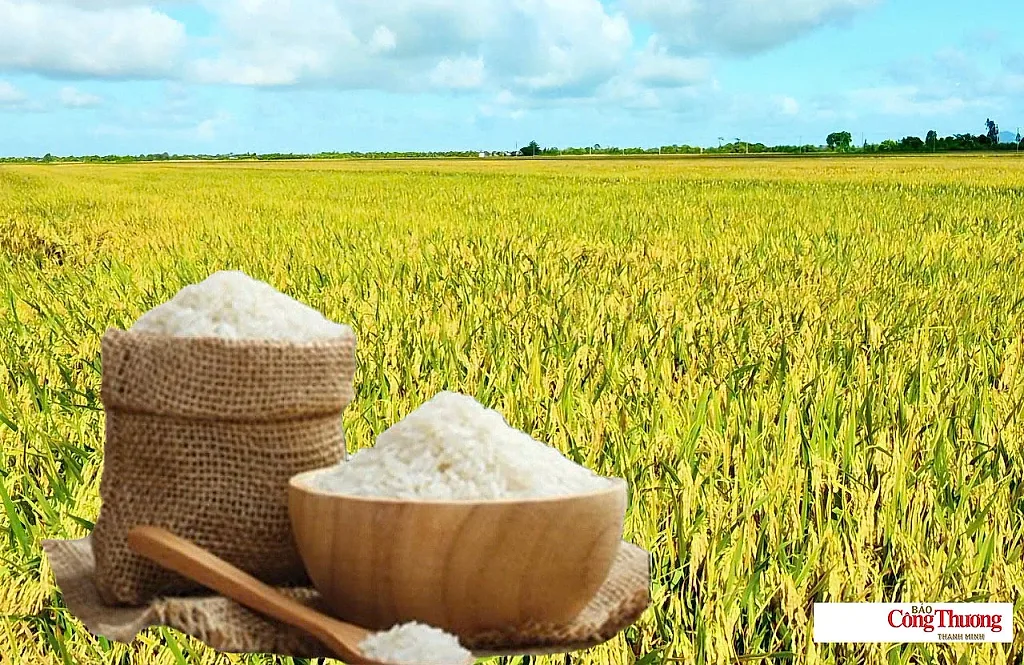 Giá lúa gạo hôm nay ngày 8/8/2026: Gạo thơm Jasmine giảm 500 đồng/kg