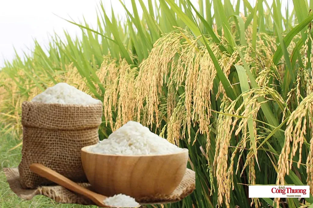Giá lúa gạo hôm nay ngày 11/8/2026: Gạo nguyên liệu xuất khẩu tăng