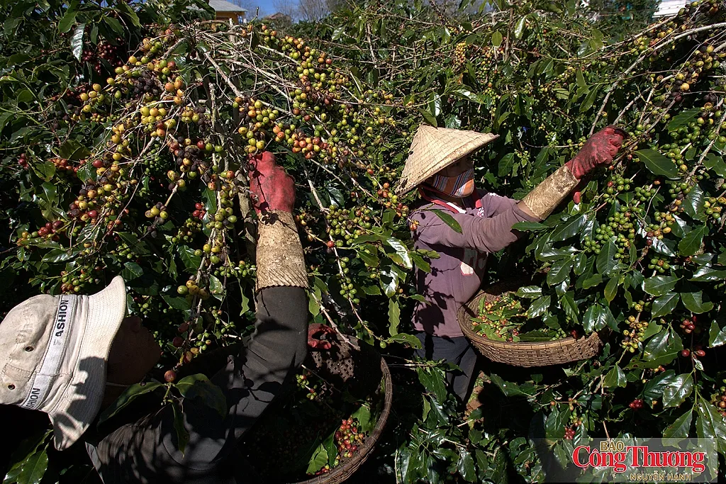 Việt Nam - Uganda thúc đẩy hợp tác phát triển cà phê bền vững