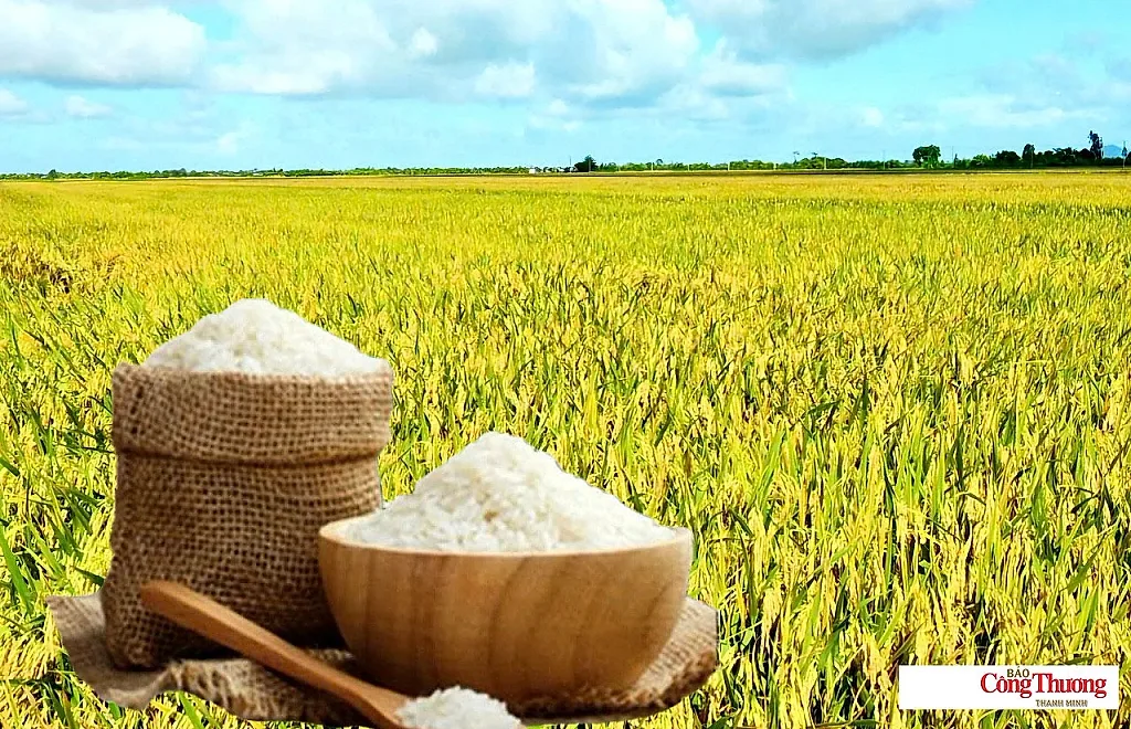 Giá lúa gạo hôm nay ngày 12/8: Gạo nguyên liệu xuất khẩu tiếp đà tăng