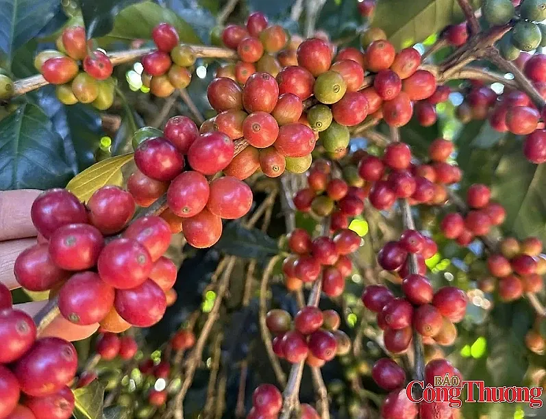 Giá cà phê thế giới tăng, giảm trái chiều