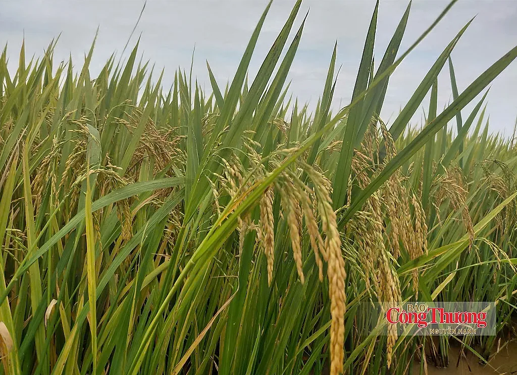Giữ giá lúa để giữ giá trị hạt gạo Việt