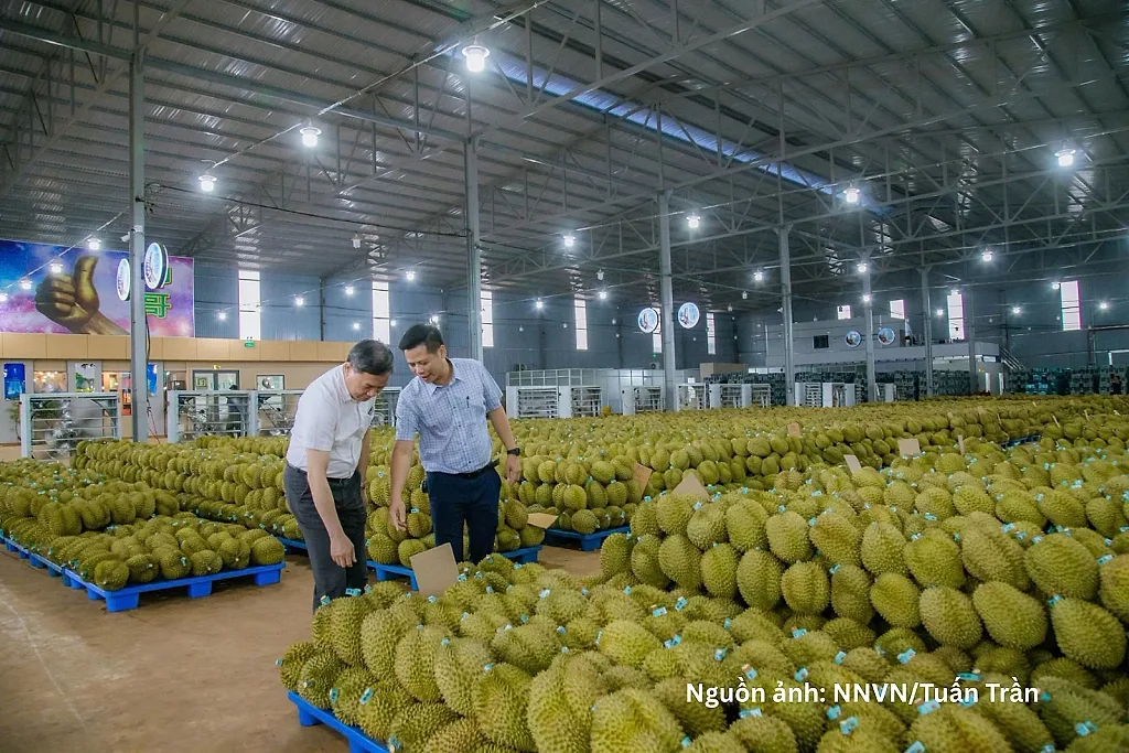 Nghị quyết số 36: Cơ hội chuẩn hóa vùng nguyên liệu sầu riêng