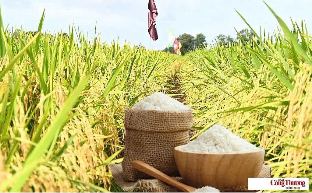 Giá lúa gạo hôm nay ngày 14/8/2026: Gạo nguyên liệu xuất khẩu tăng