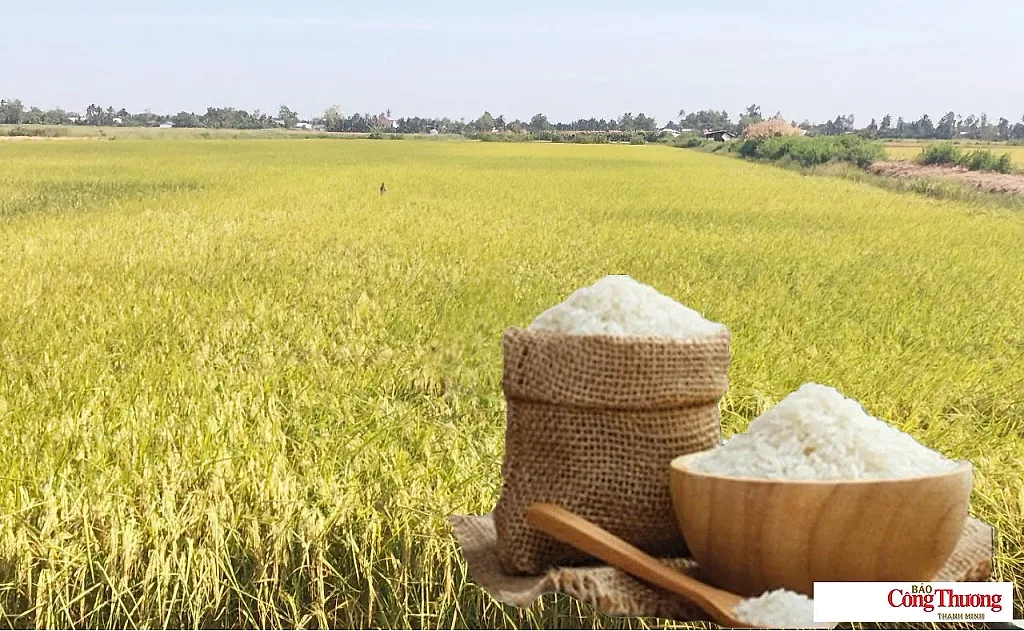 Giá lúa gạo hôm nay ngày 17/8: Gạo nguyên liệu xuất khẩu đảo chiều giảm nhẹ