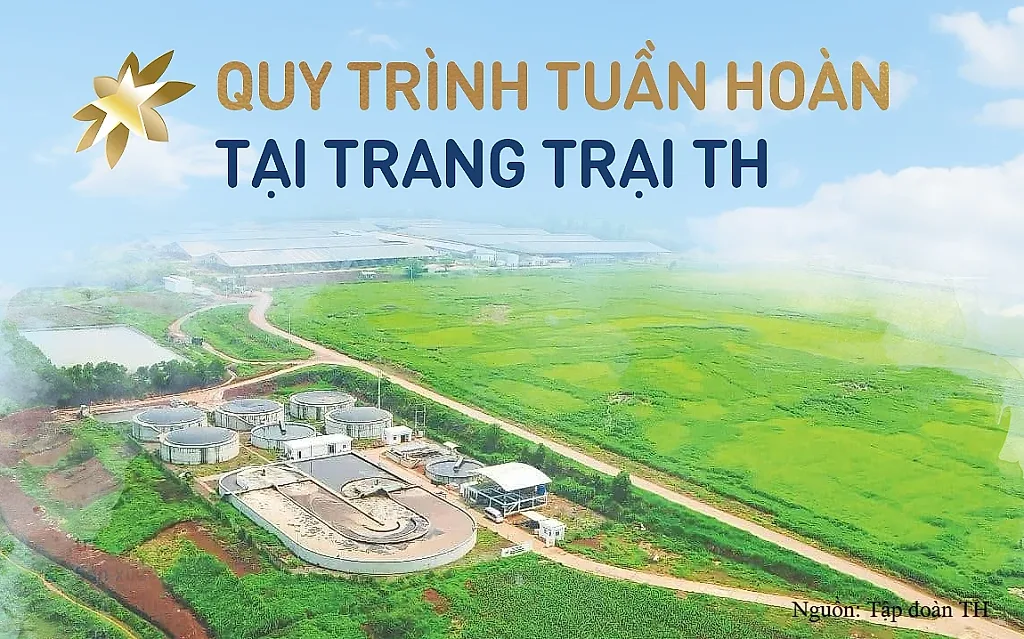 Vòng đời khép kín của chất thải tại Cụm trang trại bò sữa quy mô hàng đầu thế giới