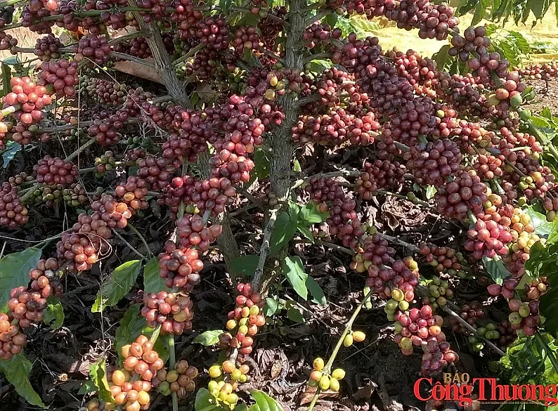 Giá cà phê bật tăng, nguồn cung toàn cầu đối mặt nhiều sức ép