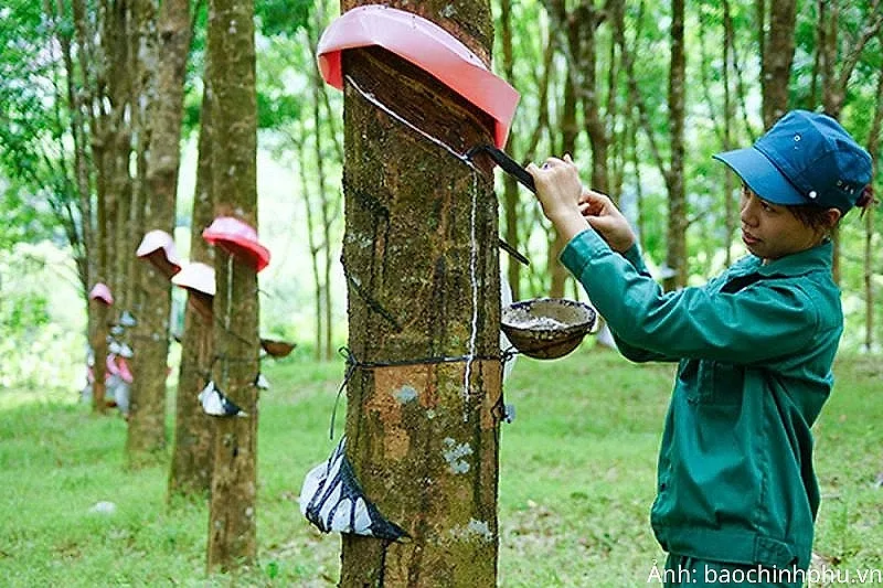 Giá cao su duy trì đà tăng nhờ nguồn cung toàn cầu thắt chặt