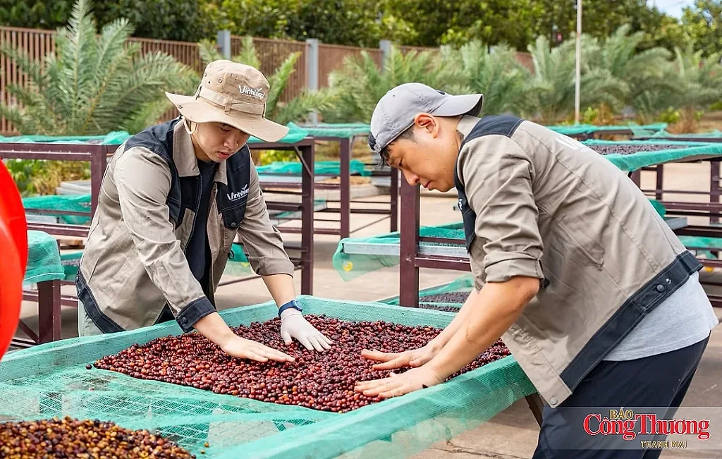 Gia Lai chủ động thích ứng EUDR, mở đường cho cà phê bền vững