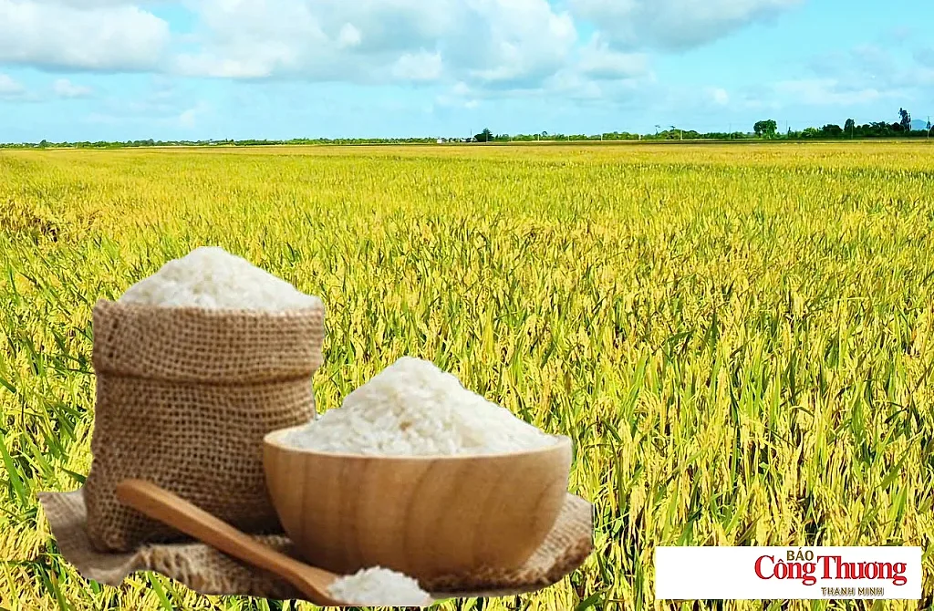 Giá lúa gạo hôm nay ngày 24/8: Gạo thơm Jasmine tăng 1.000 đồng/kg