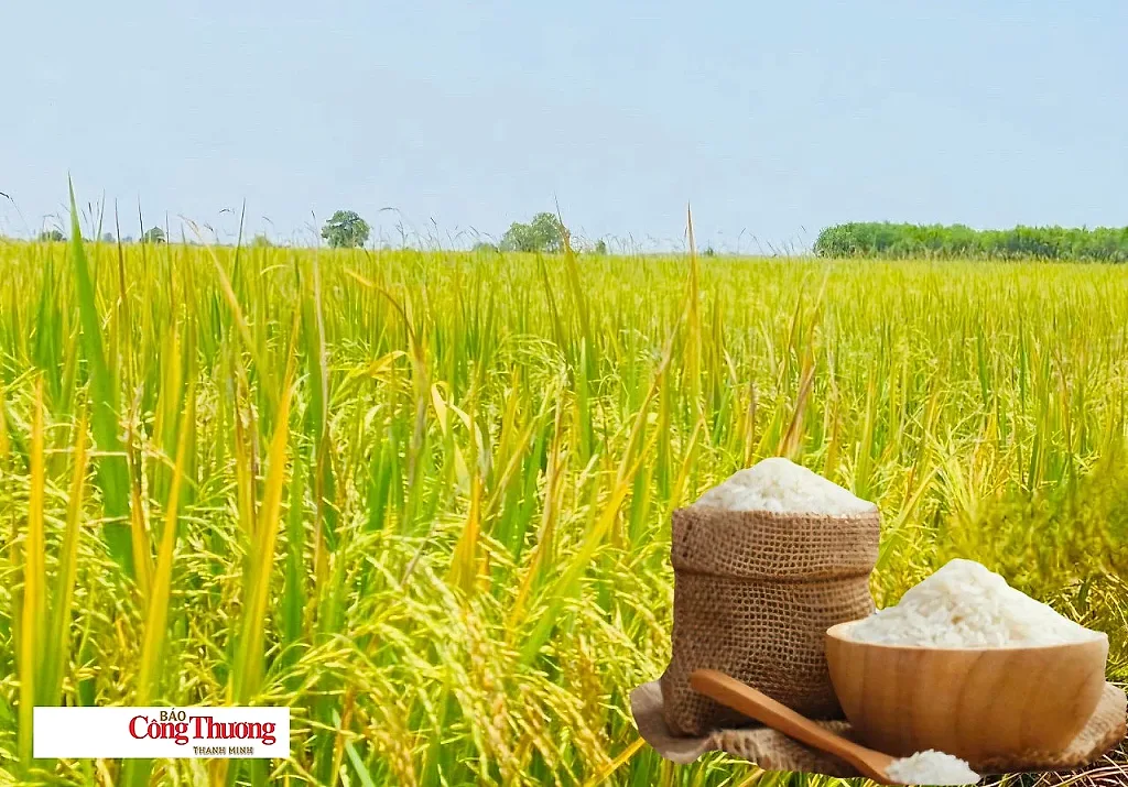 Giá lúa gạo hôm nay ngày 25/8:/2026 Lúa tươi đồng loạt giảm