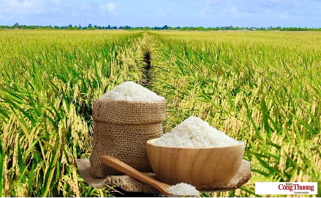 Giá lúa gạo hôm nay ngày 26/8: Gạo nguyên liệu xuất khẩu tiếp đà giảm