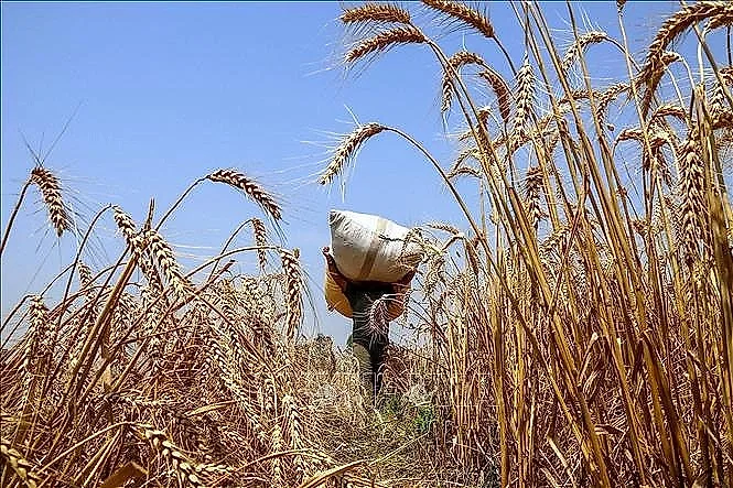 Giá lúa mì tăng hơn 6% giữa lo ngại đứt gãy nguồn cung
