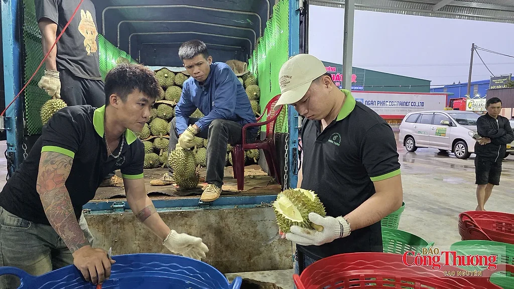 Đắk Lắk xây dựng 3 kịch bản tiêu thụ 500.000 tấn sầu riêng