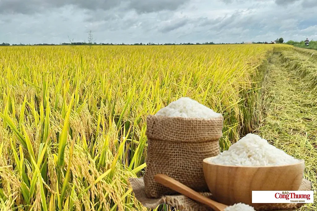 Giá lúa gạo hôm nay ngày 1/9/2026: Giao dịch giảm, giá ổn định