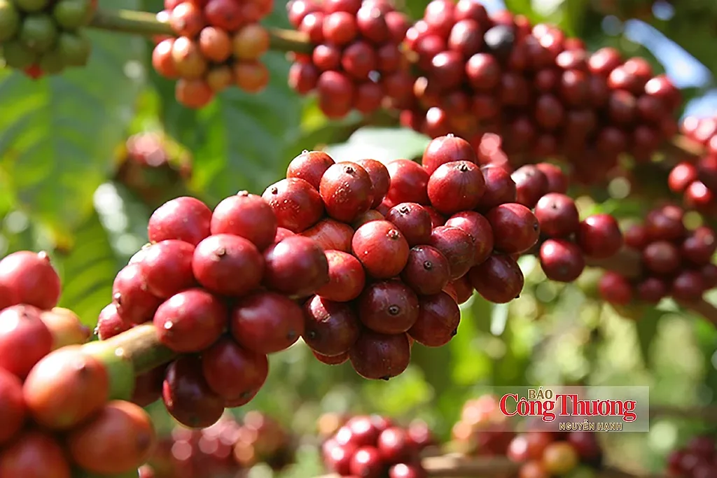 Xuất khẩu cà phê: Dư địa rộng mở từ chế biến sâu