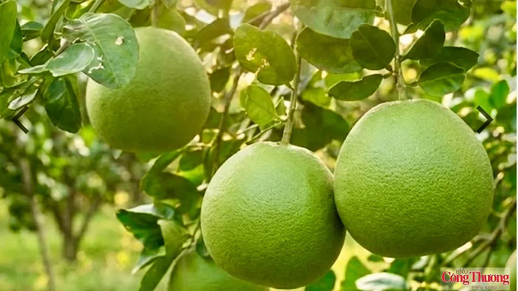 Bưởi Vĩnh Long trước cơ hội gia nhập nhóm nông sản tỷ đô