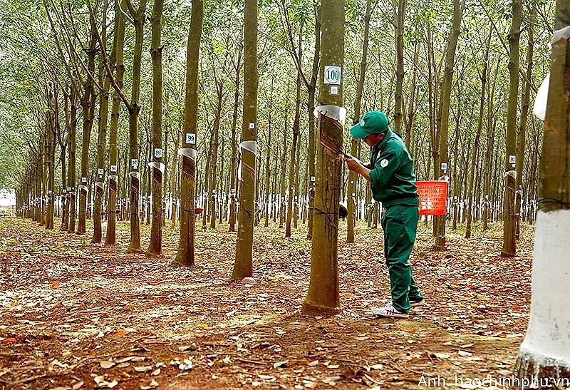 Giá cao su tăng mạnh khi nguồn cung Đông Nam Á suy giảm