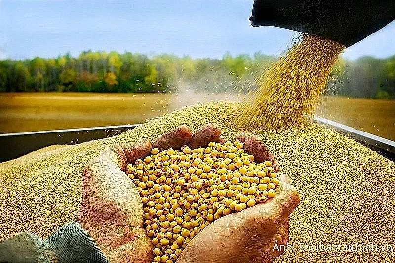 Giá đậu tương bật tăng, tồn kho dầu đậu tương Mỹ xuống thấp