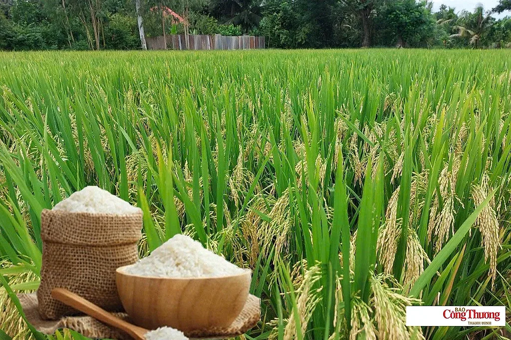 Giá lúa gạo hôm nay ngày 17/9/2026: Gạo xuất khẩu biến động