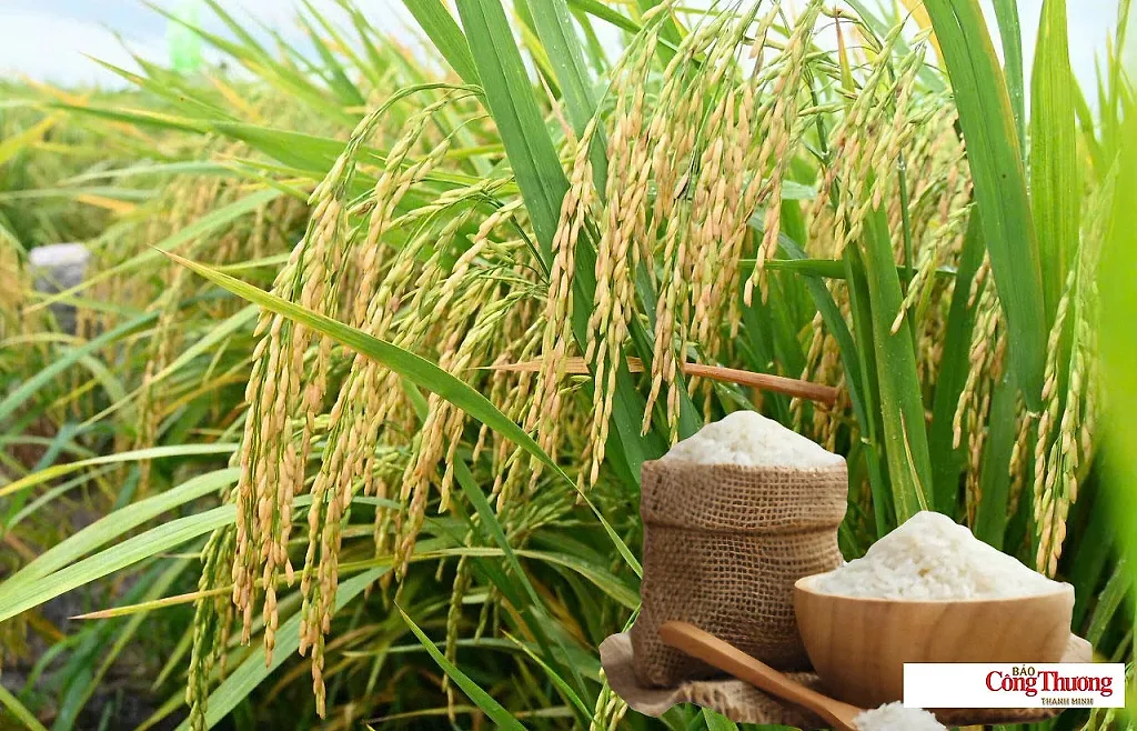 Giá lúa gạo hôm nay ngày 18/9/2026: Giá lúa tươi biến động trái chiều
