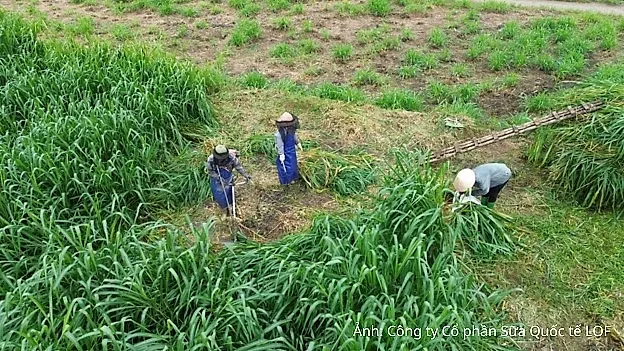Sữa tươi Kun và câu chuyện trở về làm giàu trên đất quê hương