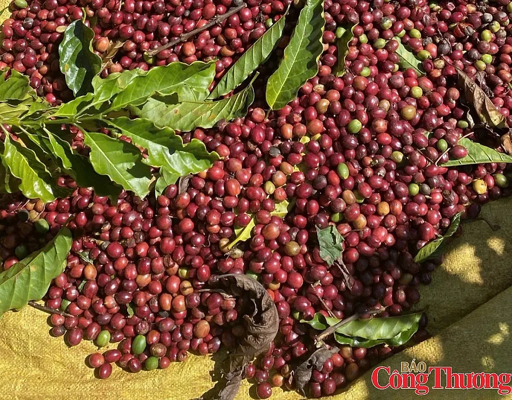Giá cà phê thế giới đồng loạt giảm, nguồn cung từ Brazil tiếp tục tăng