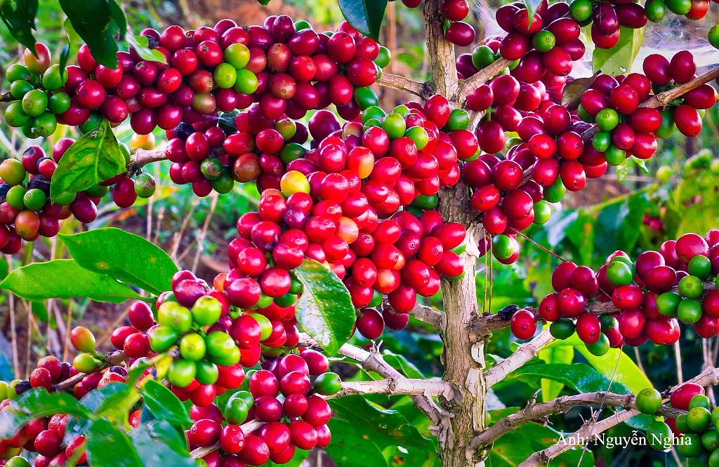 Sơn La tổ chức hội nghị kết nối giao thương cà phê Arabica 2026