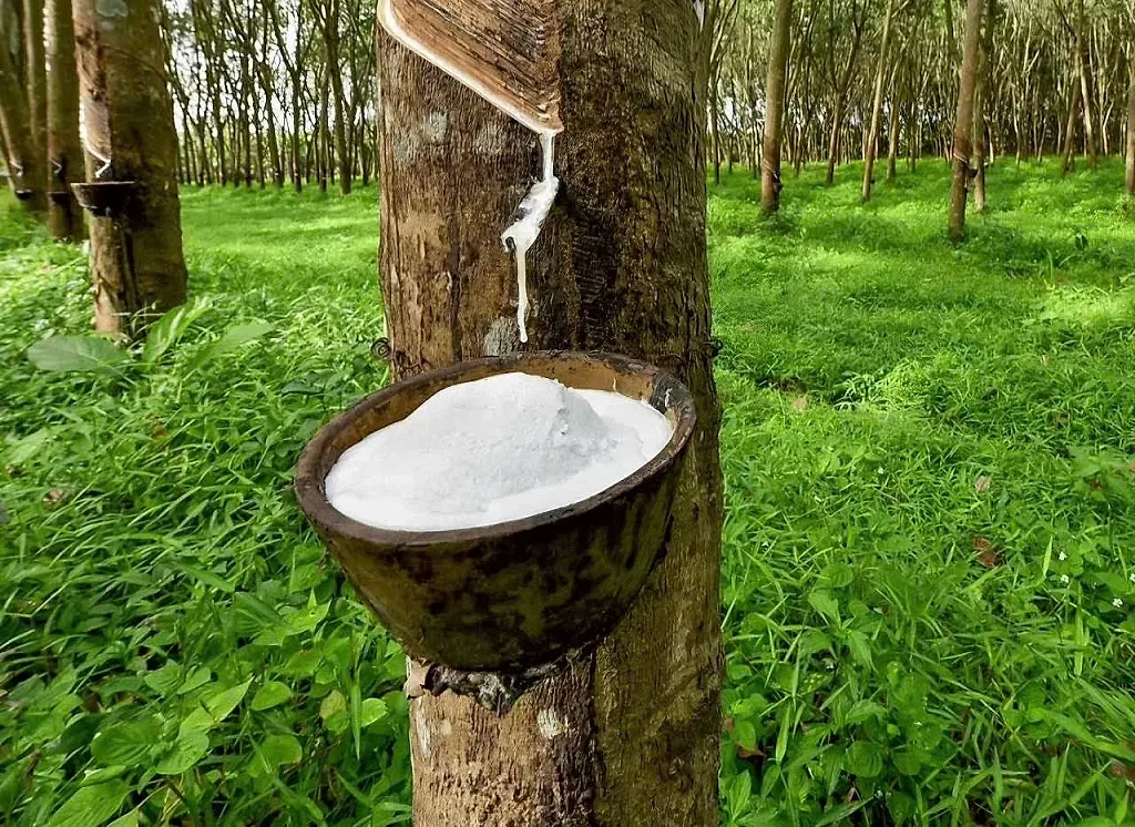Cao su Việt Nam giảm lượng xuất khẩu, mở rộng thị trường Ấn Độ