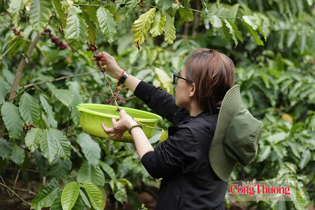 Giá cà phê hôm nay 8/10/2026: Duy trì ngưỡng 93.600 – 94.200 đồng/kg — Hiệp hội Cà phê - Ca cao Việt Nam