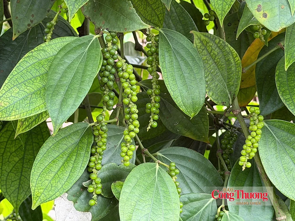 Giá tiêu hôm nay 8/10/2026: Giảm mạnh 1.000 - 1.500 đồng/kg
