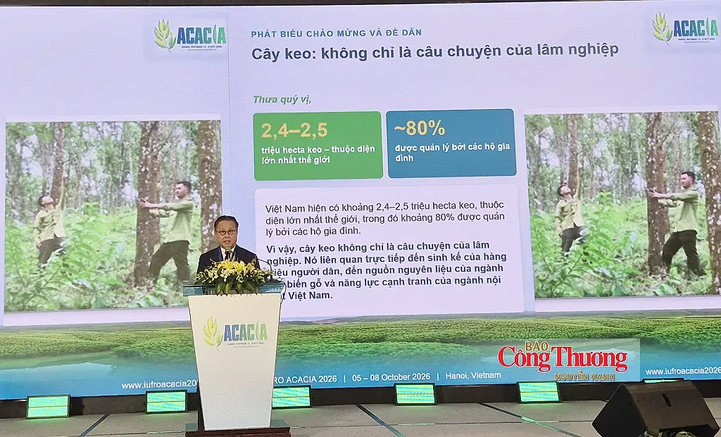 Cây keo và bài toán thoát khỏi vòng xoáy dăm gỗ