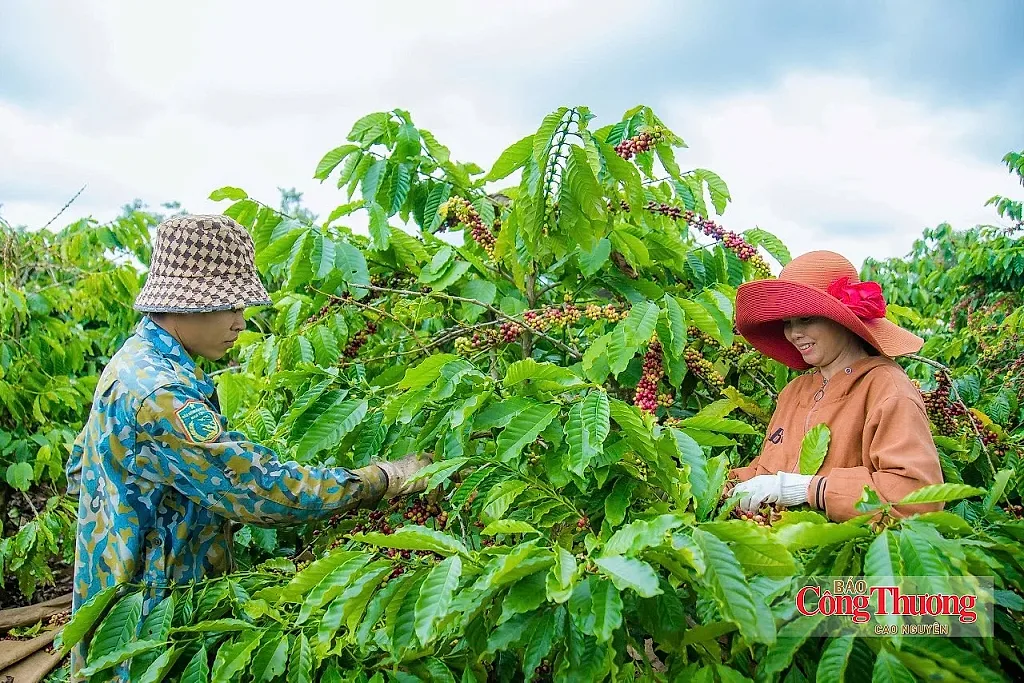 Lễ hội Cà phê Buôn Ma Thuột 2027: Kỳ vọng đón 1,3 triệu lượt khách
