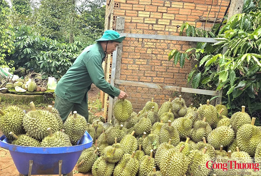 Vẫn còn nhiều vướng mắc trong cấp mã số vùng trồng sầu riêng