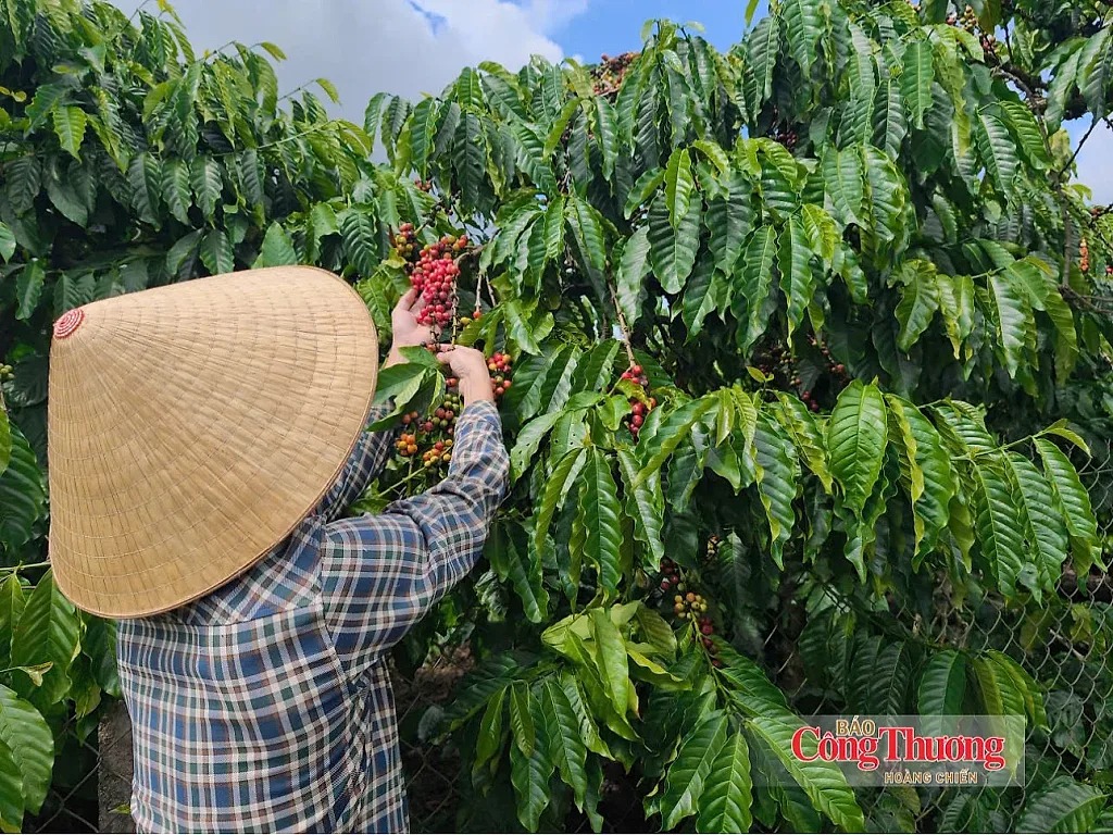 Giá cà phê hôm nay 15/10/2026: Ổn định từ 92.500 – 93.000 đồng/kg