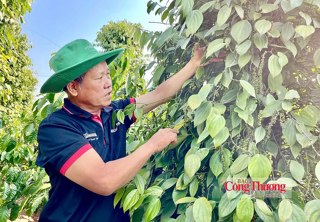 Giá tiêu hôm nay 15/10/2026: Tăng nhẹ 500 đồng/kg