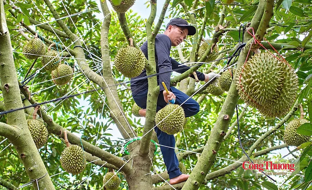 Đắk Lắk: Chuẩn hóa sầu riêng, tạo tiền đề phục vụ xuất khẩu