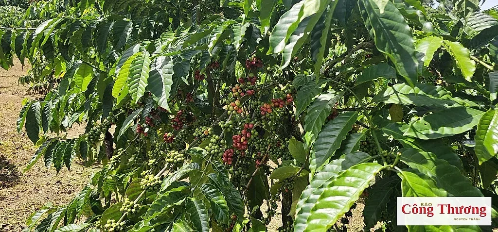 Hiệu quả của nông sản chế biến nhìn từ ngành cà phê