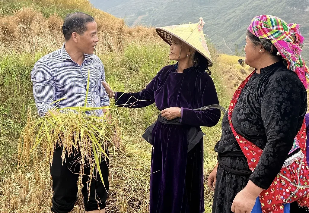 Gạo đặc sản: Nâng cao sinh kế cho đồng bào vùng cao Lũng Cú